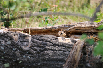 squirrel in the forest
