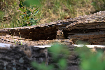 squirrel in the woods