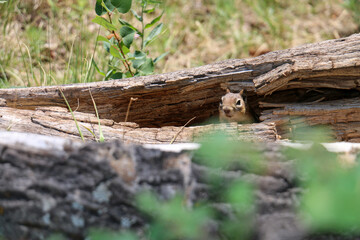 squirrel in the forest