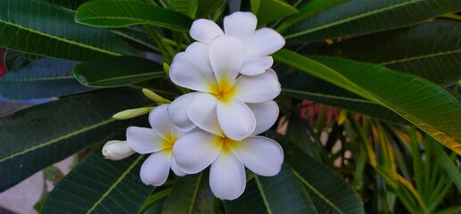 frangipani plumeria flower