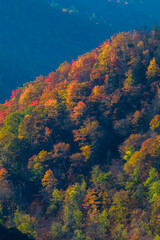 Fototapeta na wymiar Autumn in the Great Smoky Mountains