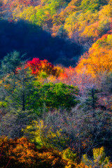 Obraz premium Autumn in the Great Smoky Mountains