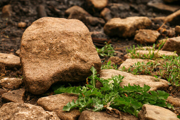 green moss on stone