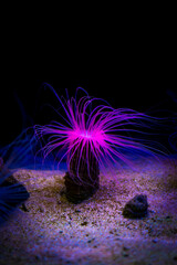 Obraz premium Aquarium 