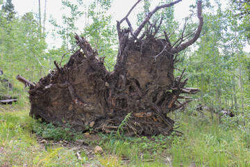 tree in the forest