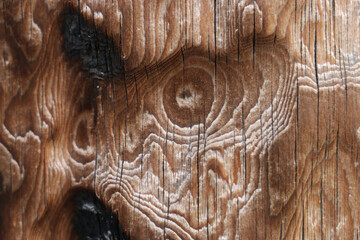 very soft and complicated wood bark on a tree