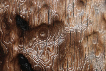 very soft and complicated wood bark on a tree