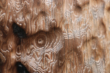 wood texture background