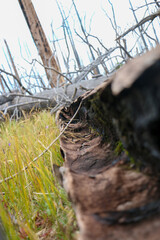 inside of a tree trunk