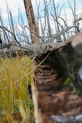 inside of a tree stock