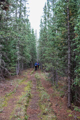 hiking in the forest