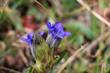 blue flowers in the garden