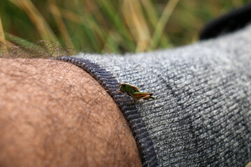 Grasshopper on leg