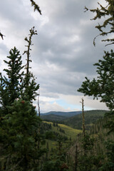 trees in the forest