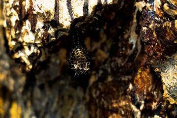 close up of black beetle molting shell in forest on tree