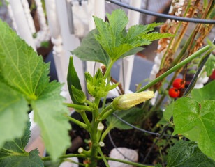 Okra Blossom and Buds and Pod