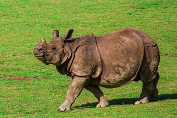 Obraz premium Zoo