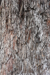 photography with texture on tree trunk