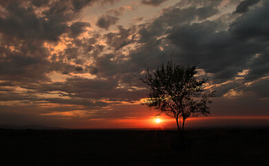 magical sunset sun with tree in the field