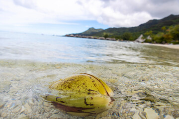 Fresh coconut fell from a palm tree and floats in tropical island ocean water