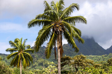 Fototapeta na wymiar Jungle palm trees on a tropical island
