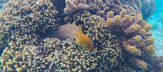 Large moray eel protecting his underwater lair in a coral reef