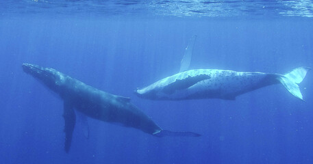 Fototapeta premium Two humpback whales swim deep underwater in the blue ocean
