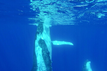 Two humpback whales swim deep underwater in the blue ocean