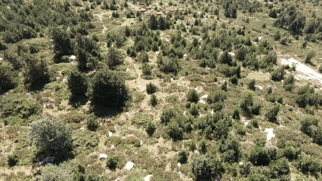 iew of a herd of cows in the mountain pastures