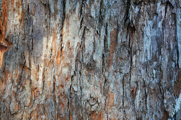 photography with texture on tree trunk