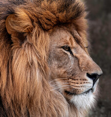 Head portrait of lion animal. Portrait of a lion. Big Male Lion.