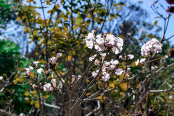 Flor  branca de Ipê. Ipê-branco (Tabebuia roseoalba) . Flor naciona do Brasil