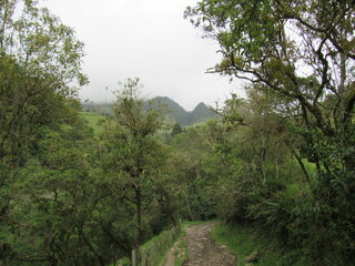 COCORA VALLEY. QUINDIO. COLOMBIA