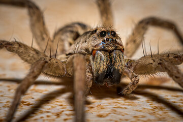 wolf spider