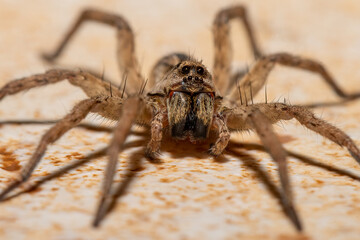 wolf spider