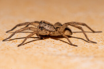 wolf spider