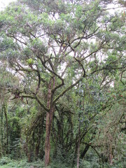 COCORA VALLEY. QUINDIO. COLOMBIA