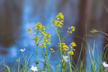 Fototapeta na wymiar wild flowers in spring