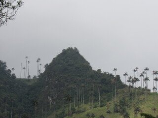 Obraz premium COCORA VALLEY. QUINDIO. COLOMBIA