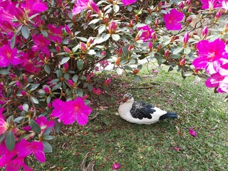 pink flowers in a garden