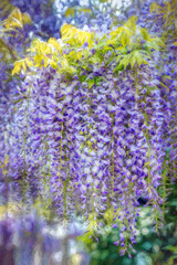 Wisteria flowers photo art, creating an impressionistic type art look from a photo