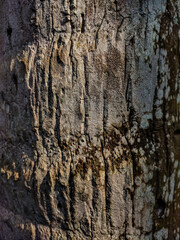 This is the coconut trees bark close-up shot when sunlight fall on this trees bark.
