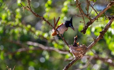 A male Ceylon Paradise Flycatcher feeding an insect it has caught to its hatchlings in yala national park