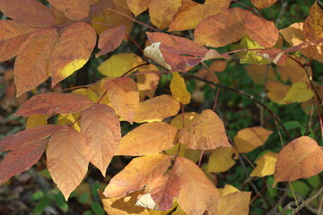 Fall leaves
