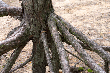 pine roots stabilizing dune