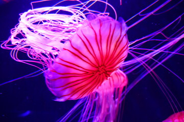 日本の美しいクラゲ