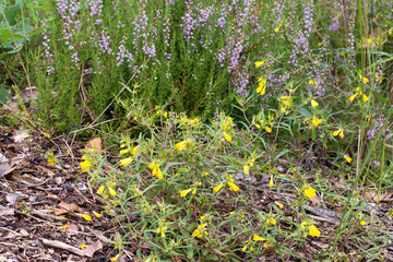 Obraz premium yellow common cow-wheat and lila heather flowers