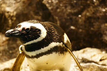 日本の水族館の癒されるペンギン
