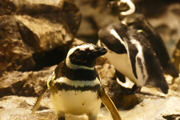 日本の水族館の癒されるペンギン
