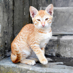 Cat , Beautiful Cat in White and Brown Color